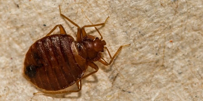 kártevőirtás, poloskairtás, otthonüzemeltetés, Budapest, Pest megye, vármegye