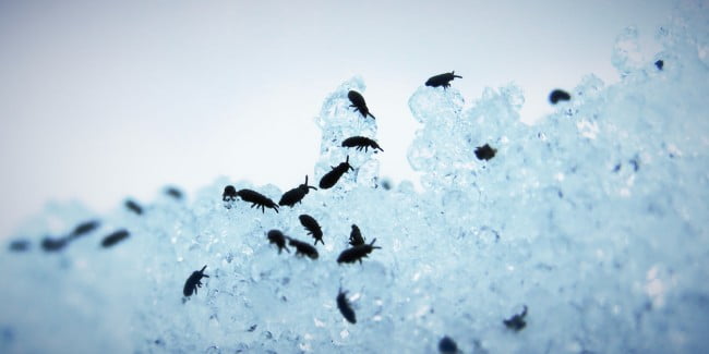 kártevőirtás, bolhairtás, otthonüzemeltetés, Budapest, Pest megye, vármegye