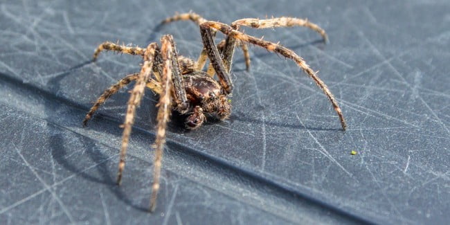 kártevőirtás, pókirtás, otthonüzemeltetés, Budapest, Pest megye, vármegye