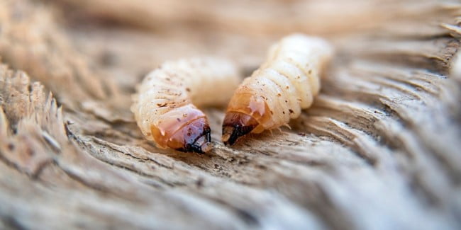 kártevőirtás, szúirtás, otthonüzemeltetés, Budapest, Pest megye, vármegye